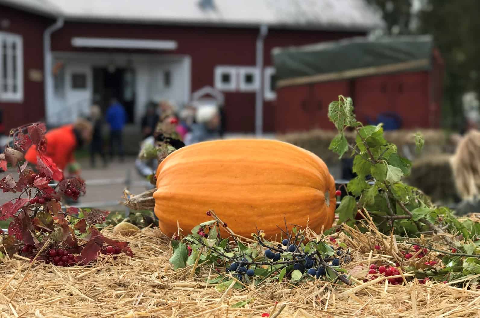 Lokalproducerad pumpa på skördefesten